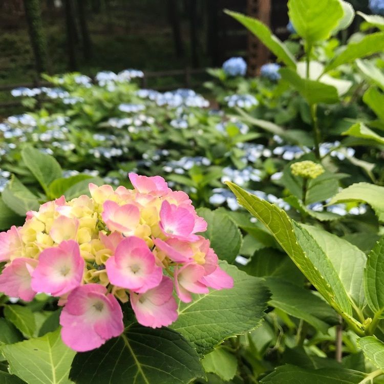 Hy0804さんが投稿した那須野が原公園に関する口コミの画像