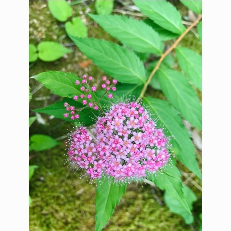 Hy0804さんが投稿した那須野が原公園に関する口コミの画像