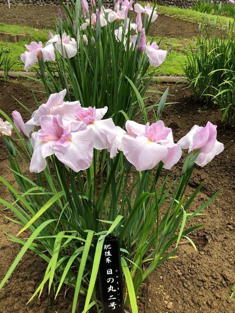 Nさんが投稿したしょうぶ公園のハナショウブに関する口コミの画像