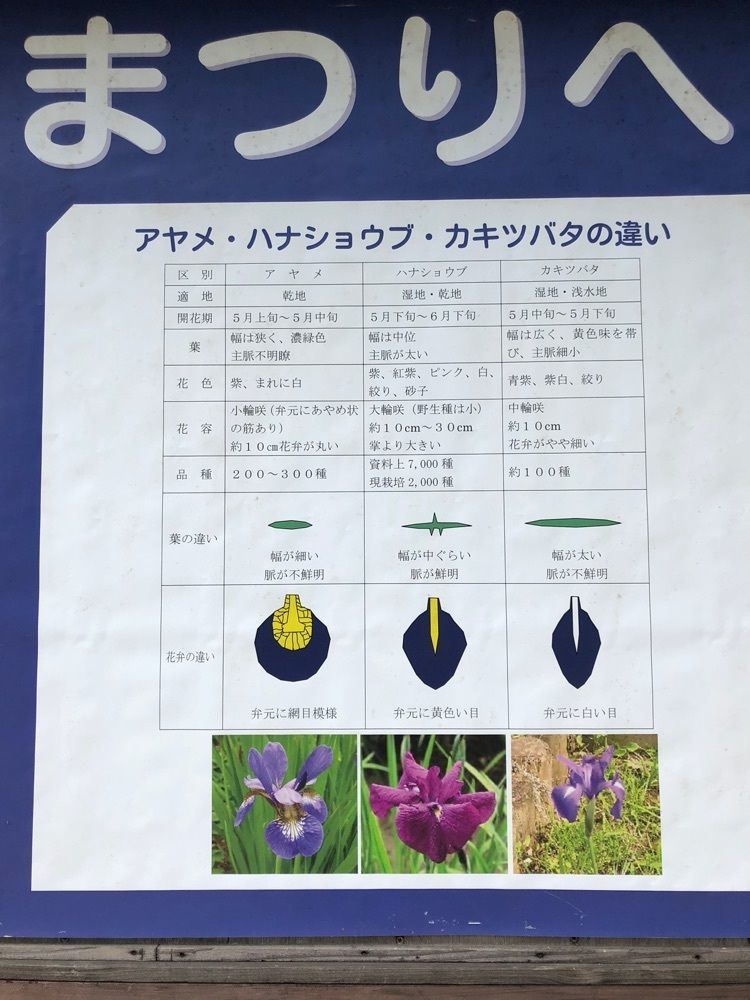 Nさんが投稿したしょうぶ公園のハナショウブに関する口コミの画像