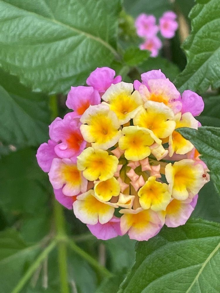 あいりんさんが投稿したびわ狩り（里見農園）に関する口コミの画像