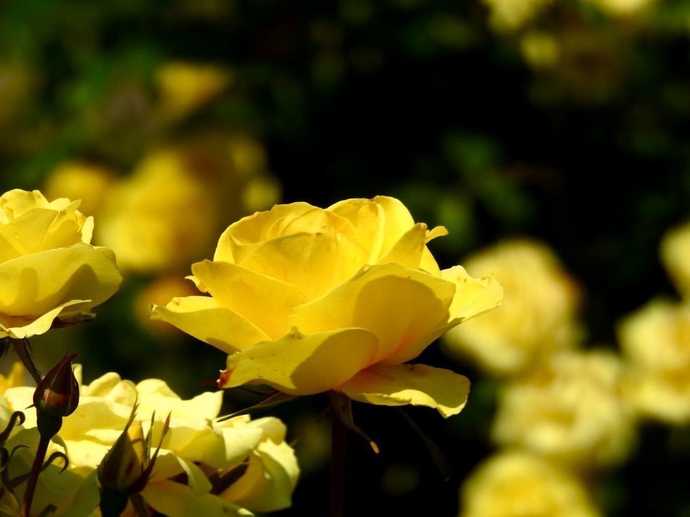 junkunさんが投稿した水郷佐原水生植物園のアヤメ・花菖蒲・はす・スイレンに関する口コミの画像