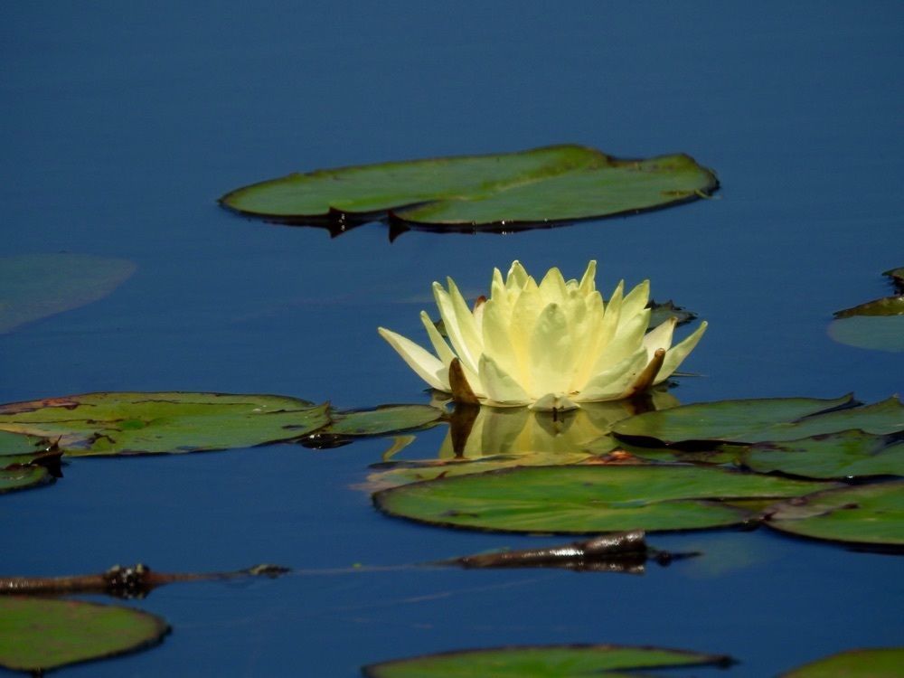 junkunさんが投稿した水郷佐原水生植物園のアヤメ・花菖蒲・はす・スイレンに関する口コミの画像