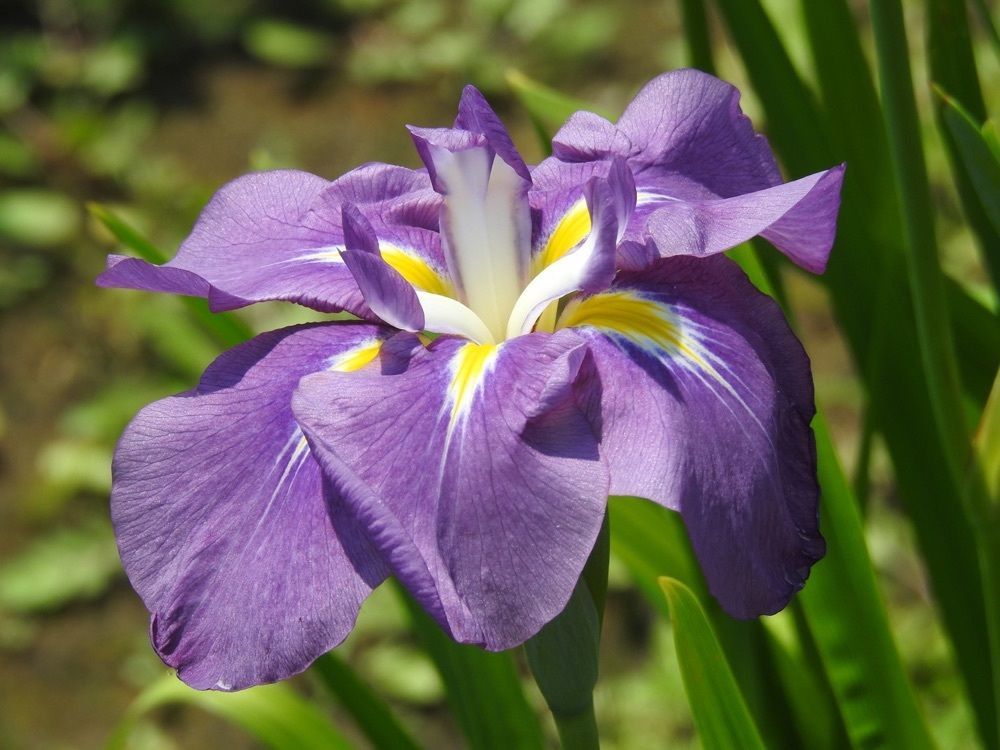 junkunさんが投稿した水郷佐原水生植物園のアヤメ・花菖蒲・はす・スイレンに関する口コミの画像