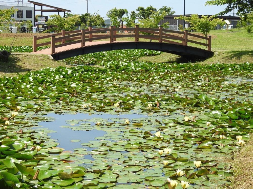 junkunさんが投稿した水郷佐原水生植物園のアヤメ・花菖蒲・はす・スイレンに関する口コミの画像