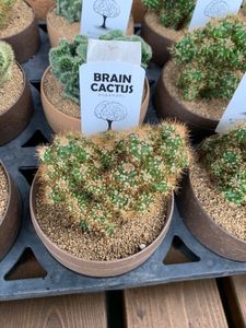 カンセキ 真岡店