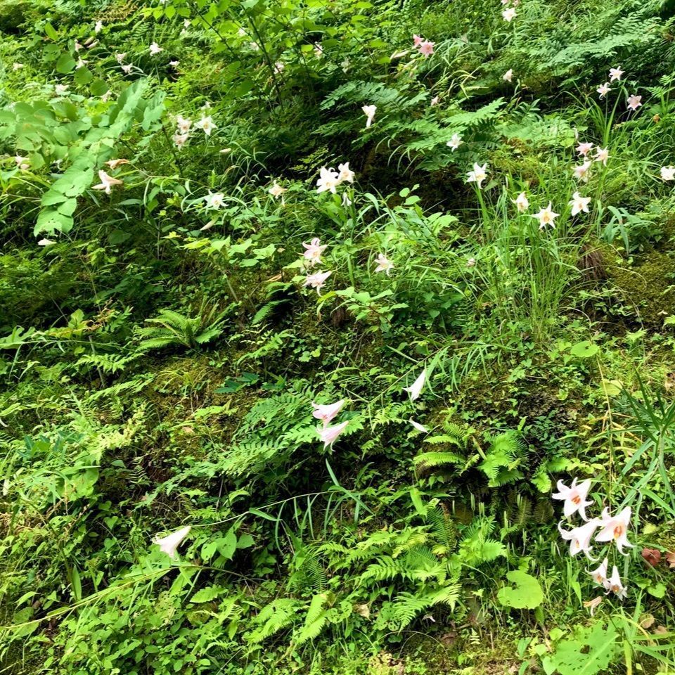 ＫMＴKさんが投稿した古座川町に関する口コミの画像