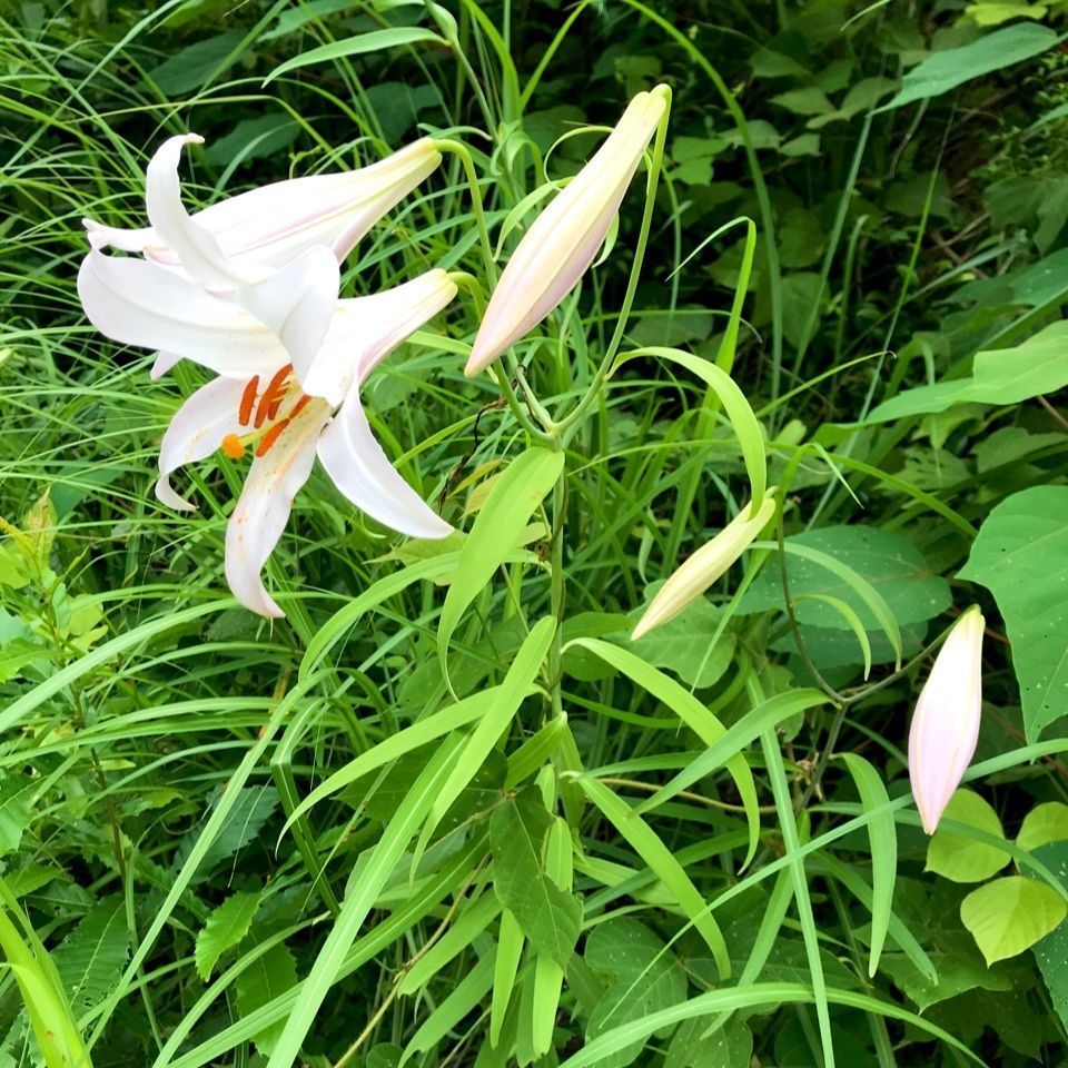 ＫMＴKさんが投稿した古座川町に関する口コミの画像