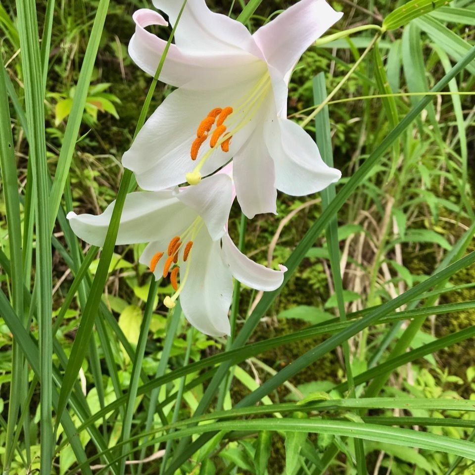 ＫMＴKさんが投稿した古座川町に関する口コミの画像