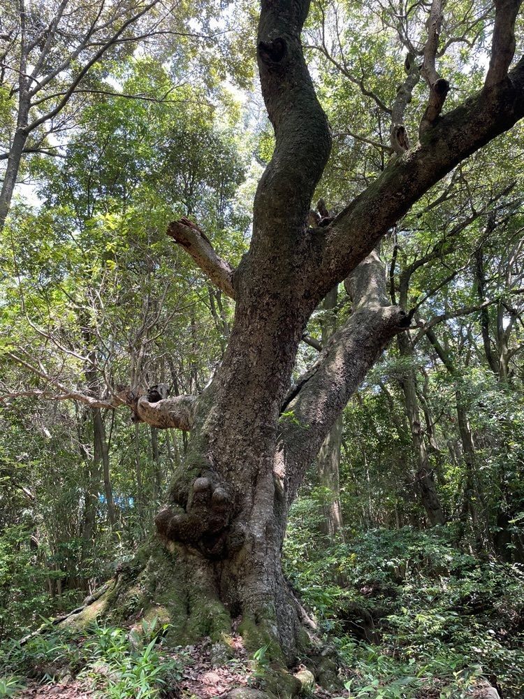 みーなさんが投稿した阿弥陀寺のヤマモモに関する口コミの画像