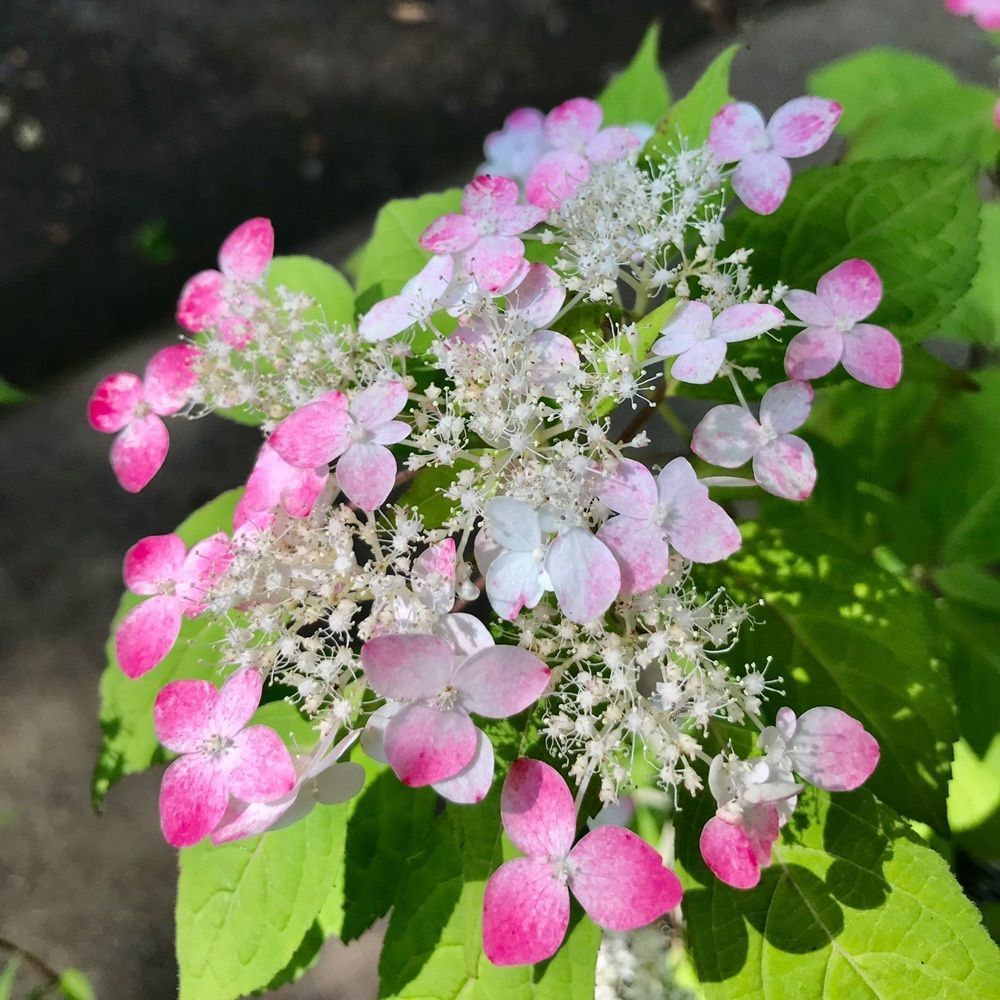 MICHIさんが投稿した六義園長寿庵に関する口コミの画像