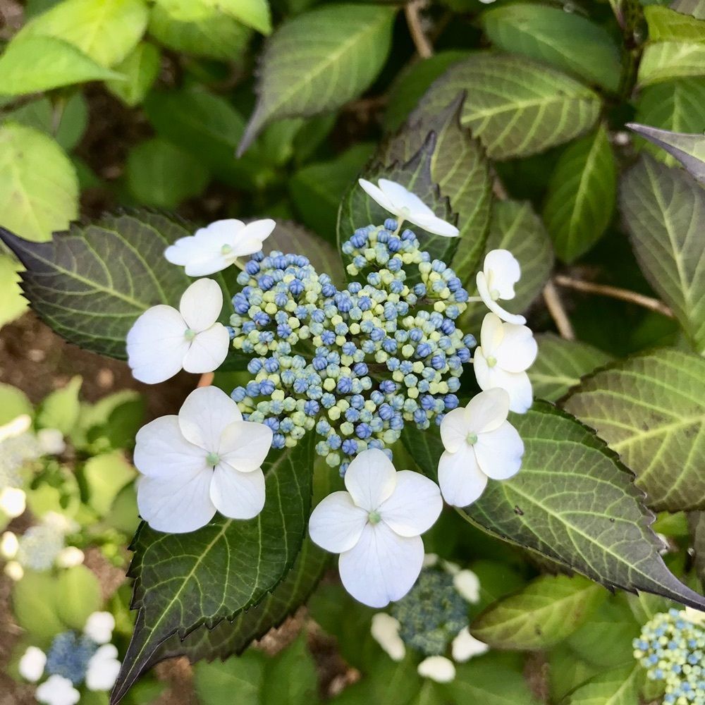 MICHIさんが投稿した六義園長寿庵に関する口コミの画像