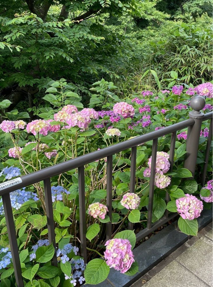 active34さんが投稿した成就院（神奈川県鎌倉市）に関する口コミの画像