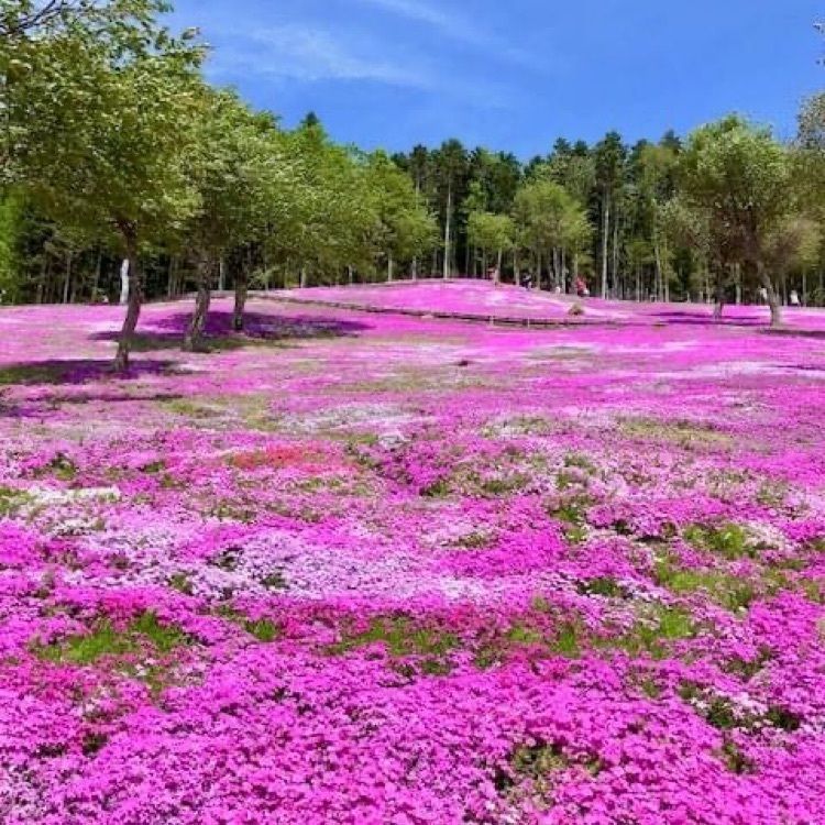 ＤＪゴン太さんが投稿した芝ざくら滝上公園に関する口コミの画像