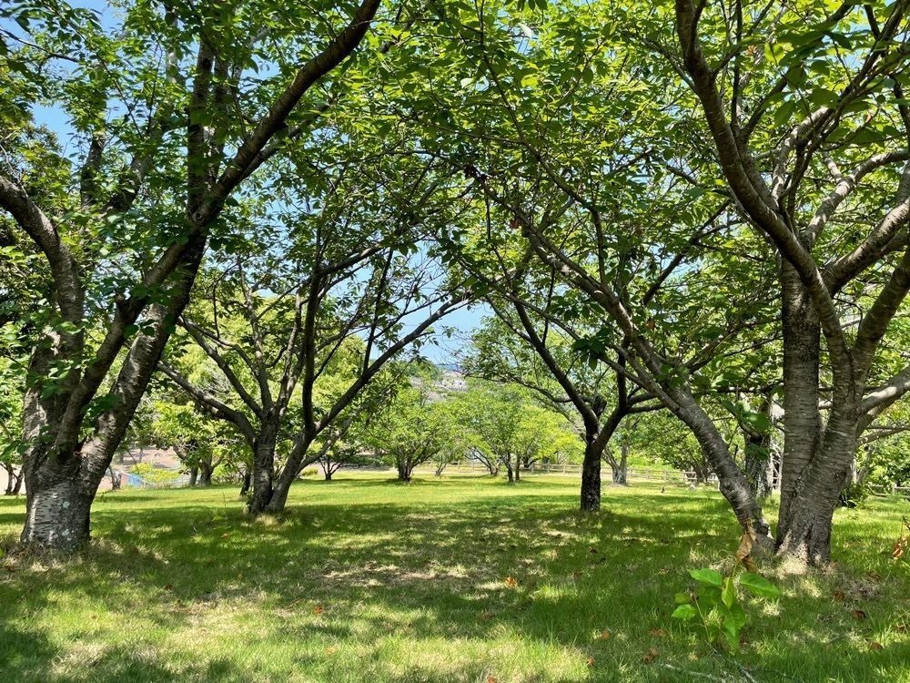 みぃさんが投稿したとらまる公園キャンプ場に関する口コミの画像