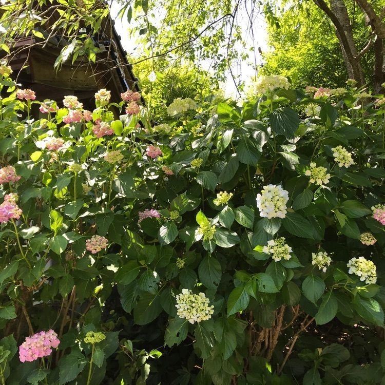 あきさんが投稿した平等寺に関する口コミの画像