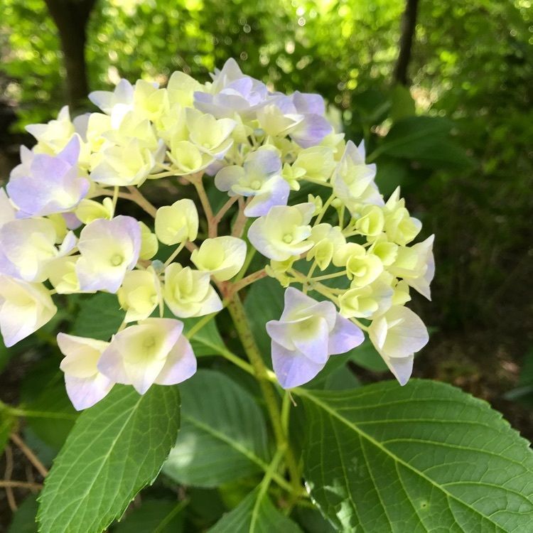 あきさんが投稿した平等寺に関する口コミの画像