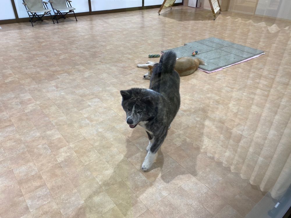 haa.52さんが投稿したえんとつ（ ハンバーグ&サラダ えんとつ）に関する口コミの画像
