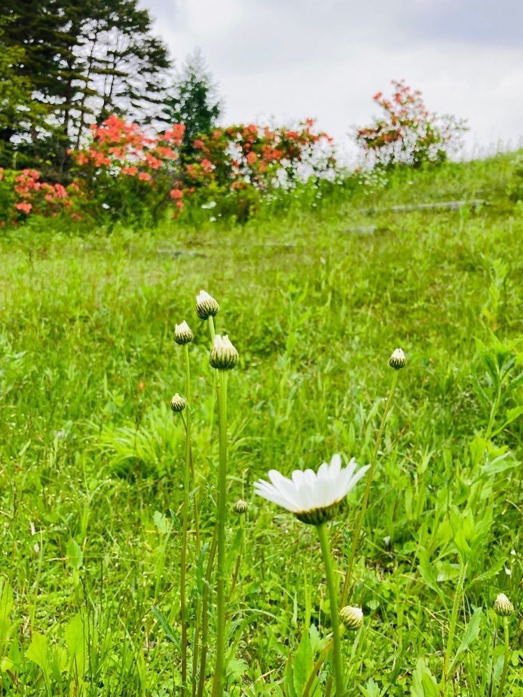 momochiさんが投稿した浅間牧場茶屋に関する口コミの画像