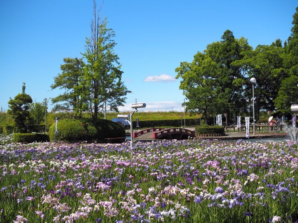なおなおさんが投稿した油ケ渕遊園地花しょうぶ園に関する口コミの画像