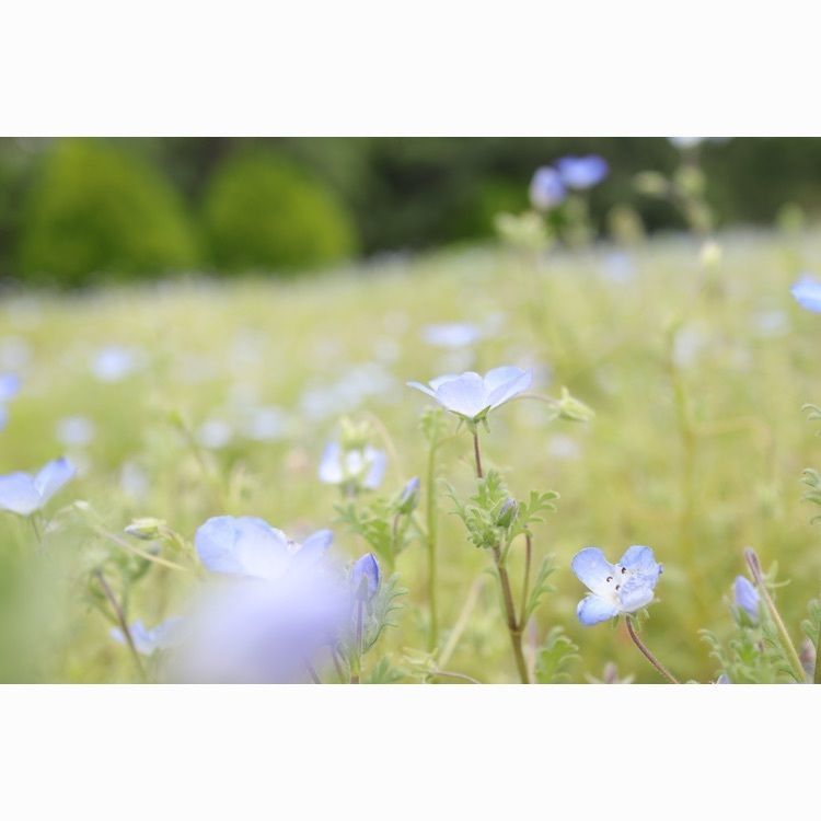 あっけさんが投稿した白河フラワーワールドに関する口コミの画像