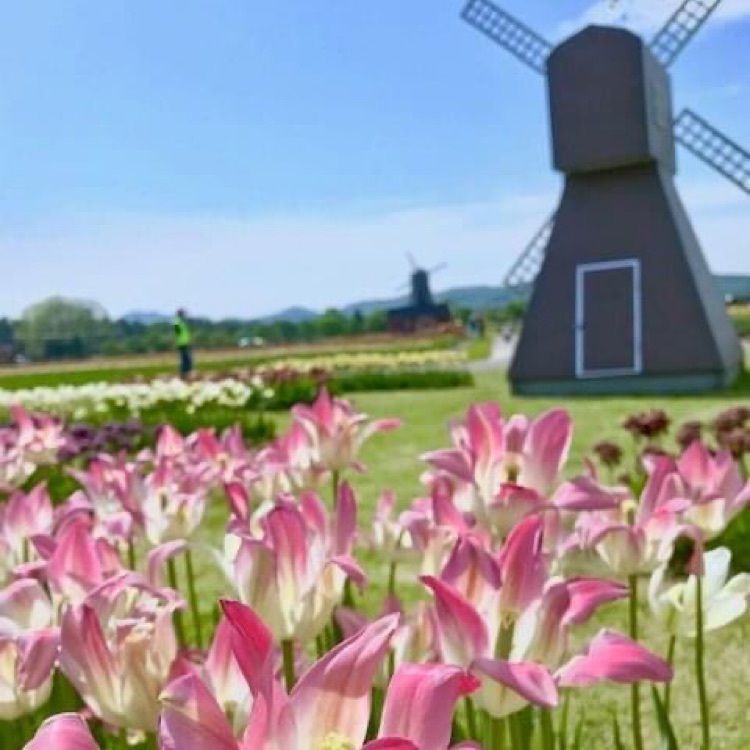 ＤＪゴン太さんが投稿したかみゆうべつチューリップ公園に関する口コミの画像