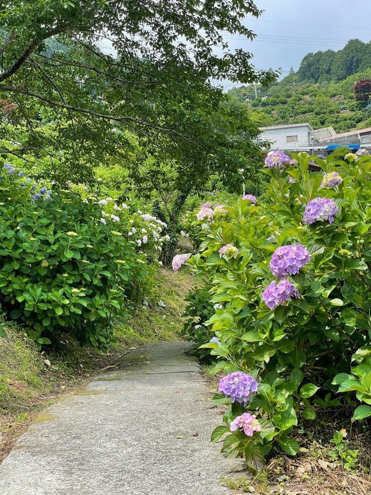 みぃさんが投稿したあじさい茶屋に関する口コミの画像