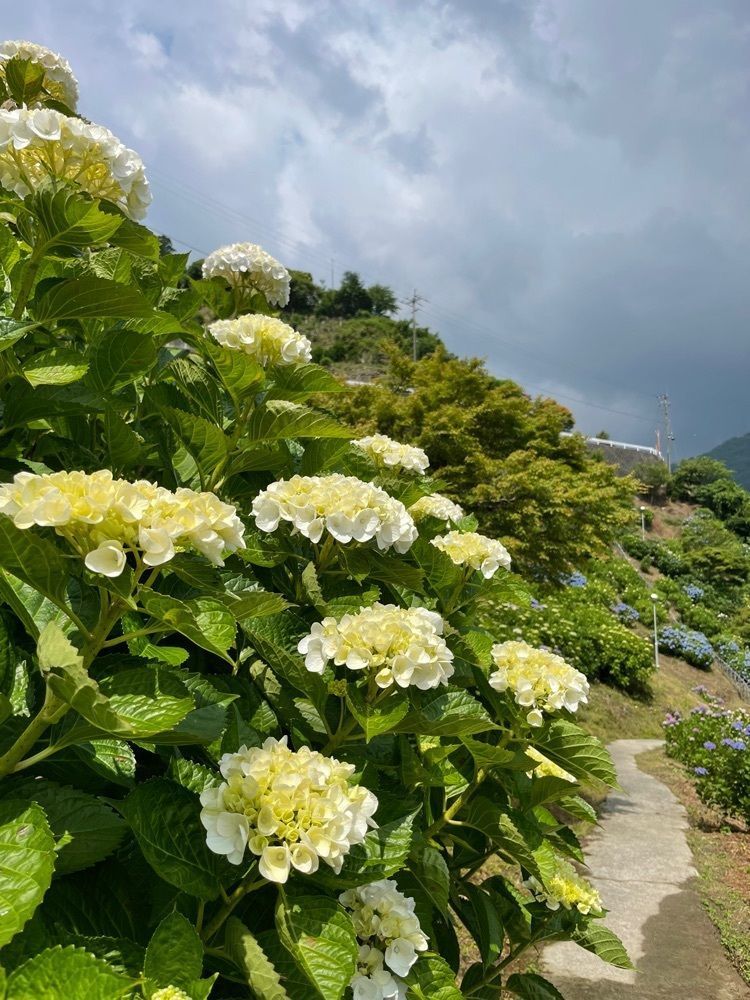みぃさんが投稿したあじさい茶屋に関する口コミの画像