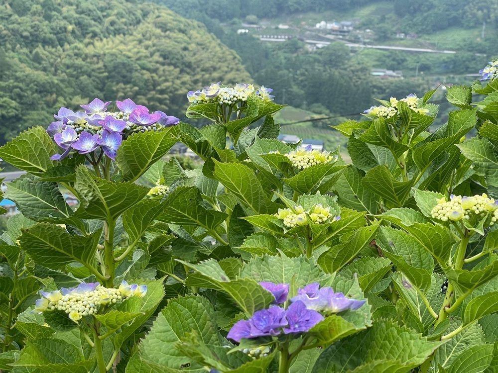 みぃさんが投稿したあじさい茶屋に関する口コミの画像