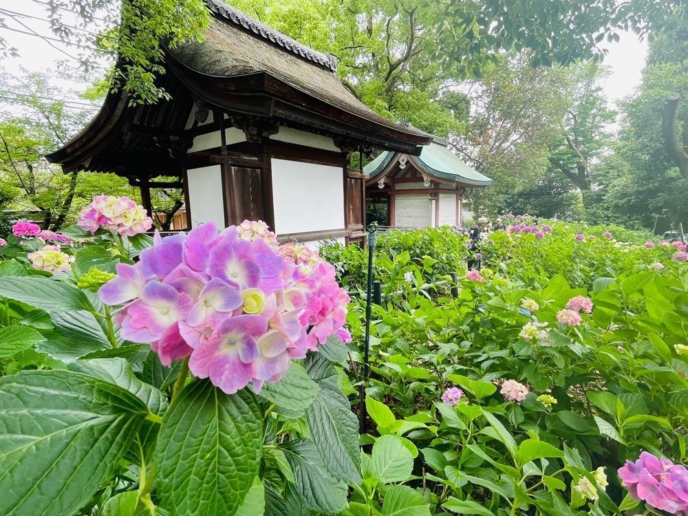 ぼんじり🐨さんが投稿した藤森神社に関する口コミの画像