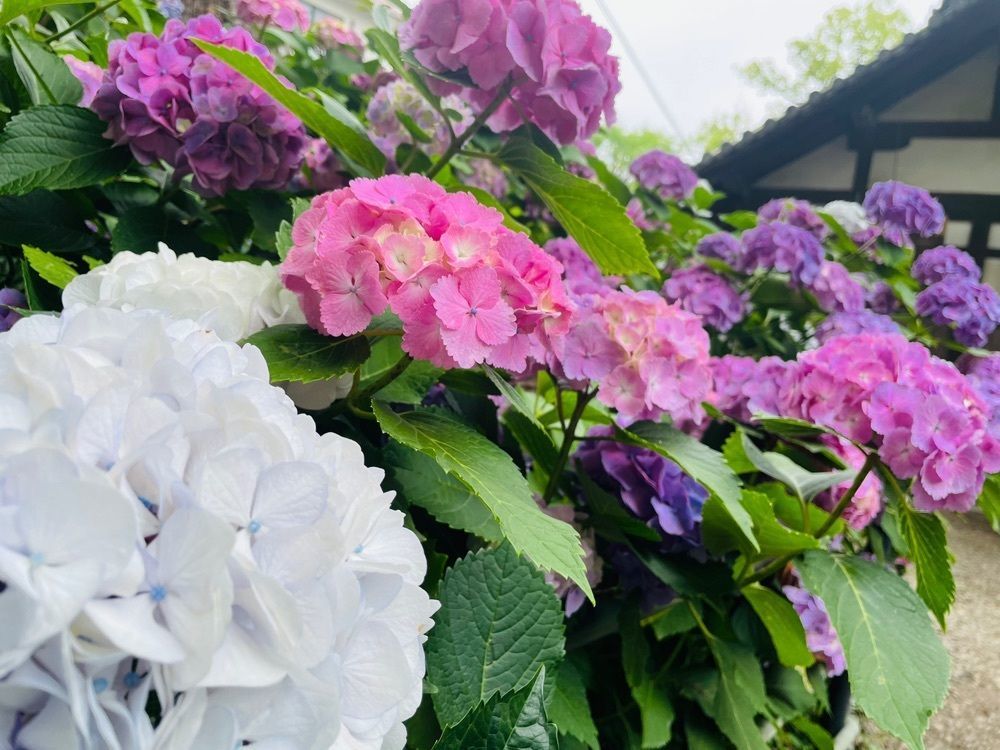 ぼんじり🐨さんが投稿した藤森神社に関する口コミの画像
