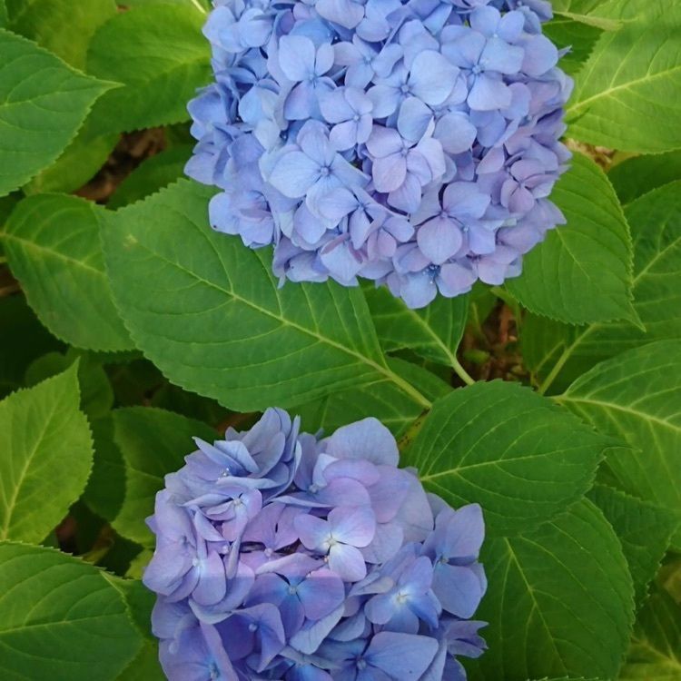 ＤＪゴン太さんが投稿した坂出緩衝緑地（番の州公園）に関する口コミの画像
