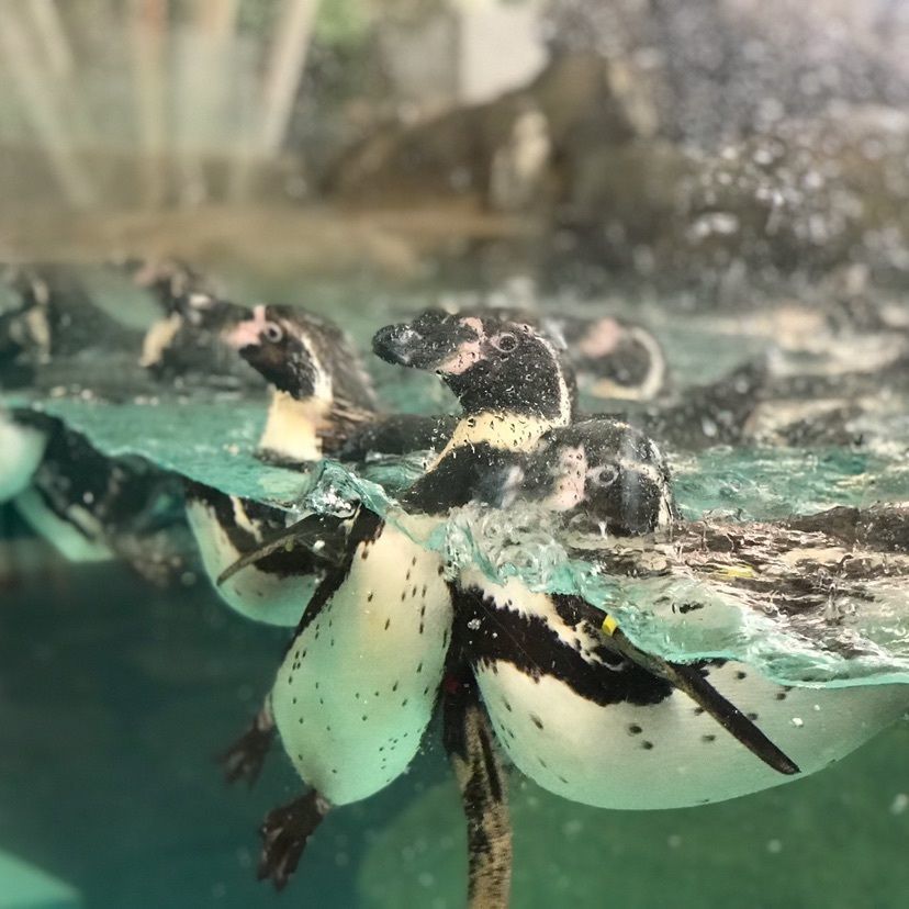 #フォトジェニック #兵庫 #水族館 #🐧 #城崎マリンワールド #旅行