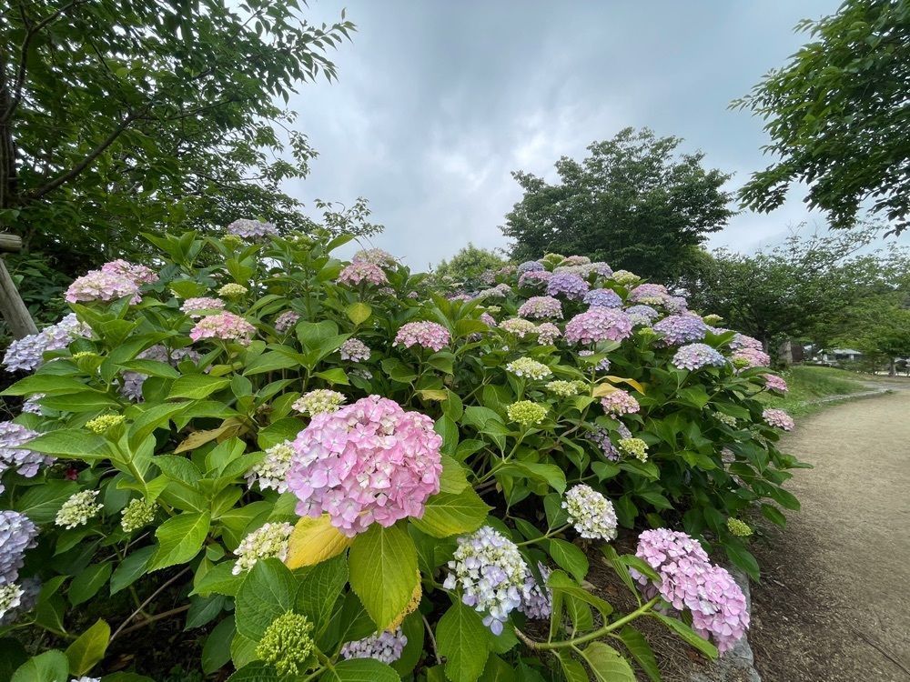 みぃさんが投稿した県立亀鶴公園に関する口コミの画像