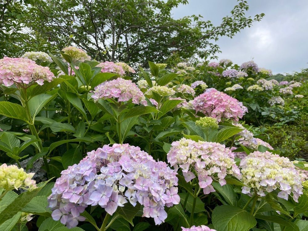 みぃさんが投稿した県立亀鶴公園に関する口コミの画像