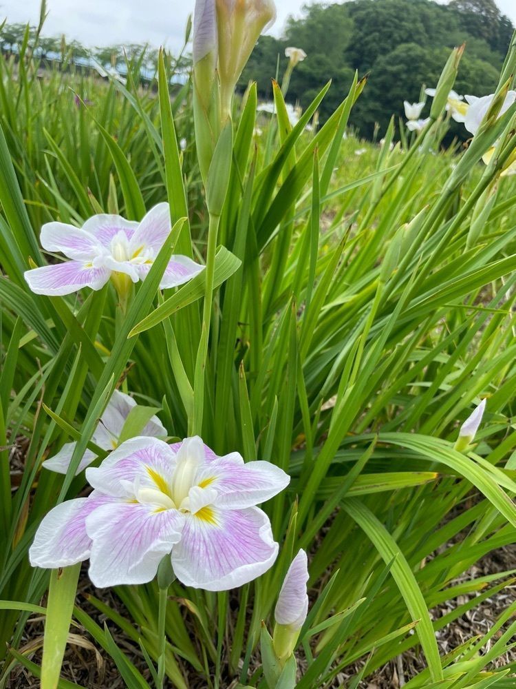 みぃさんが投稿した県立亀鶴公園に関する口コミの画像