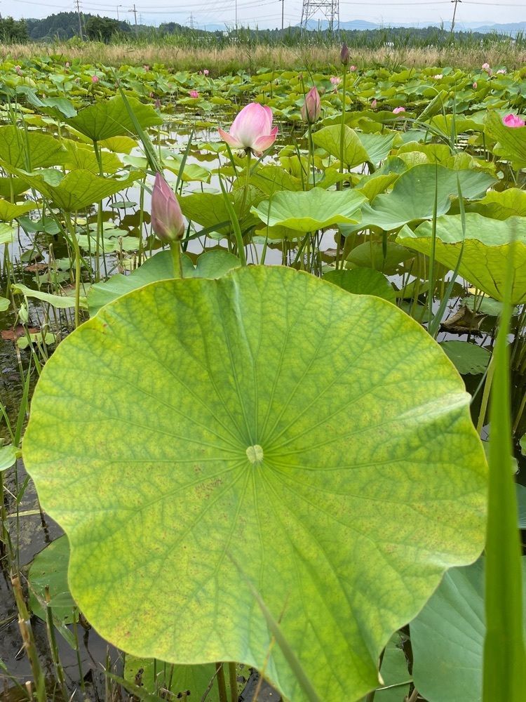 らぐ🏉🍺ビアさんが投稿した木場潟公園に関する口コミの画像