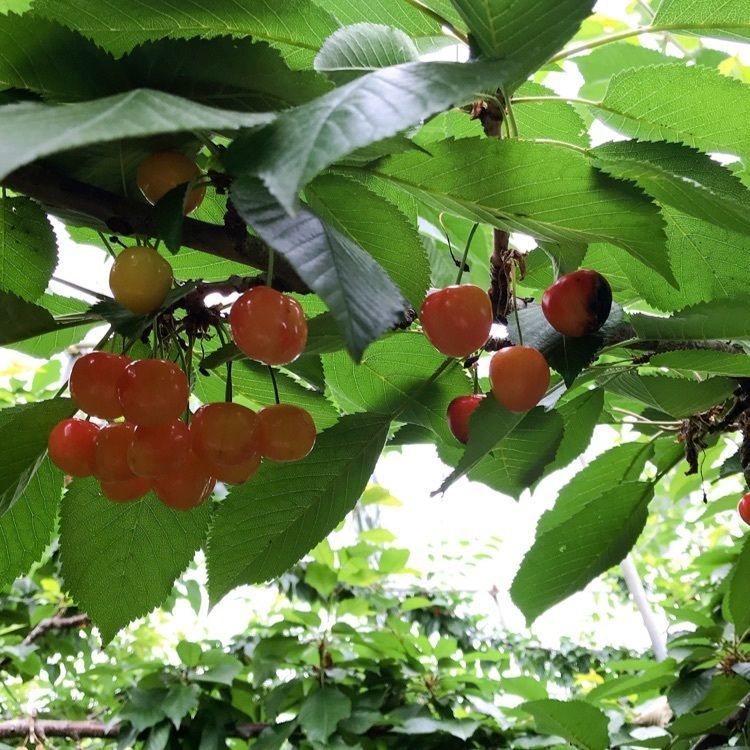 Runさんが投稿した希望の丘農園に関する口コミの画像
