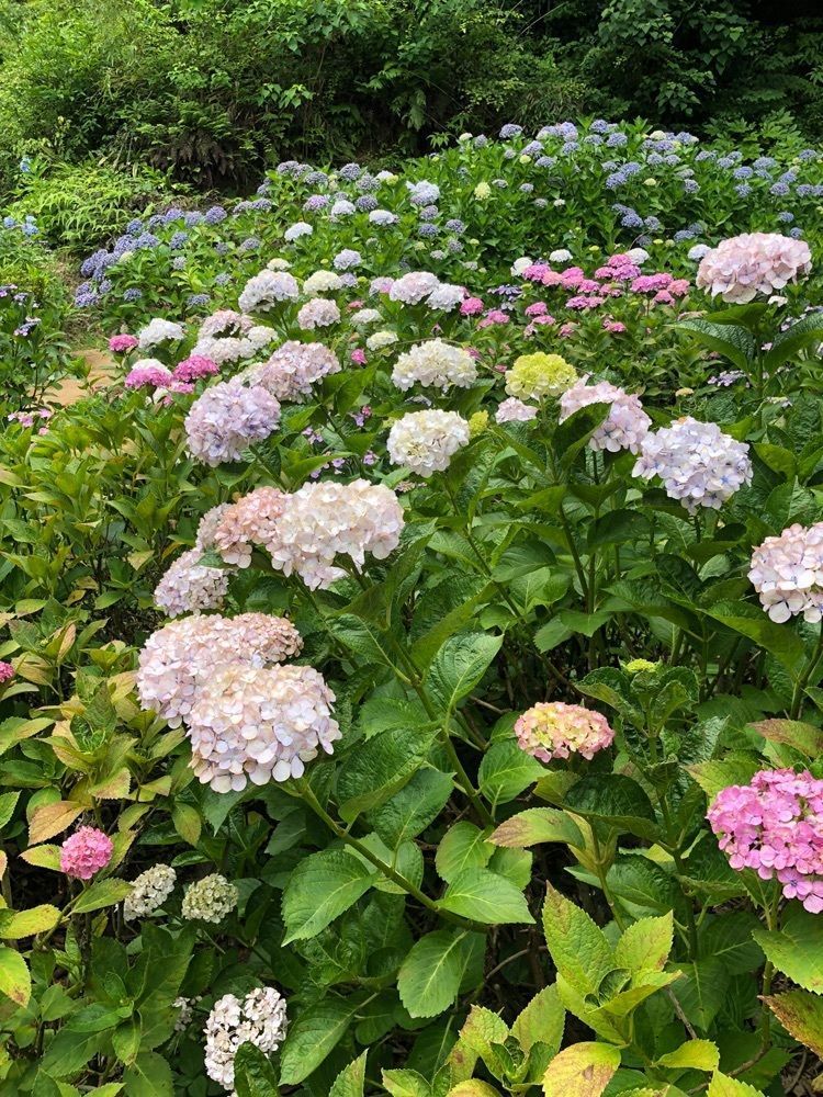 りょう.Ｋさんが投稿した千光寺（福岡県久留米市）に関する口コミの画像
