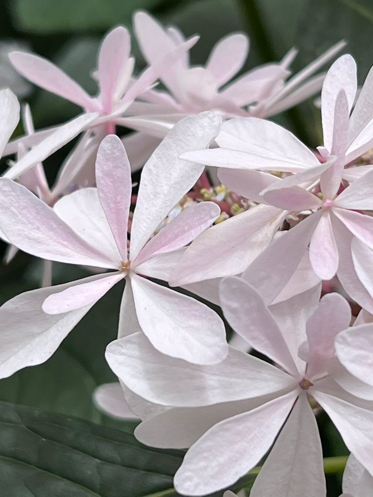 ビンカさんが投稿した加茂荘花鳥園に関する口コミの画像