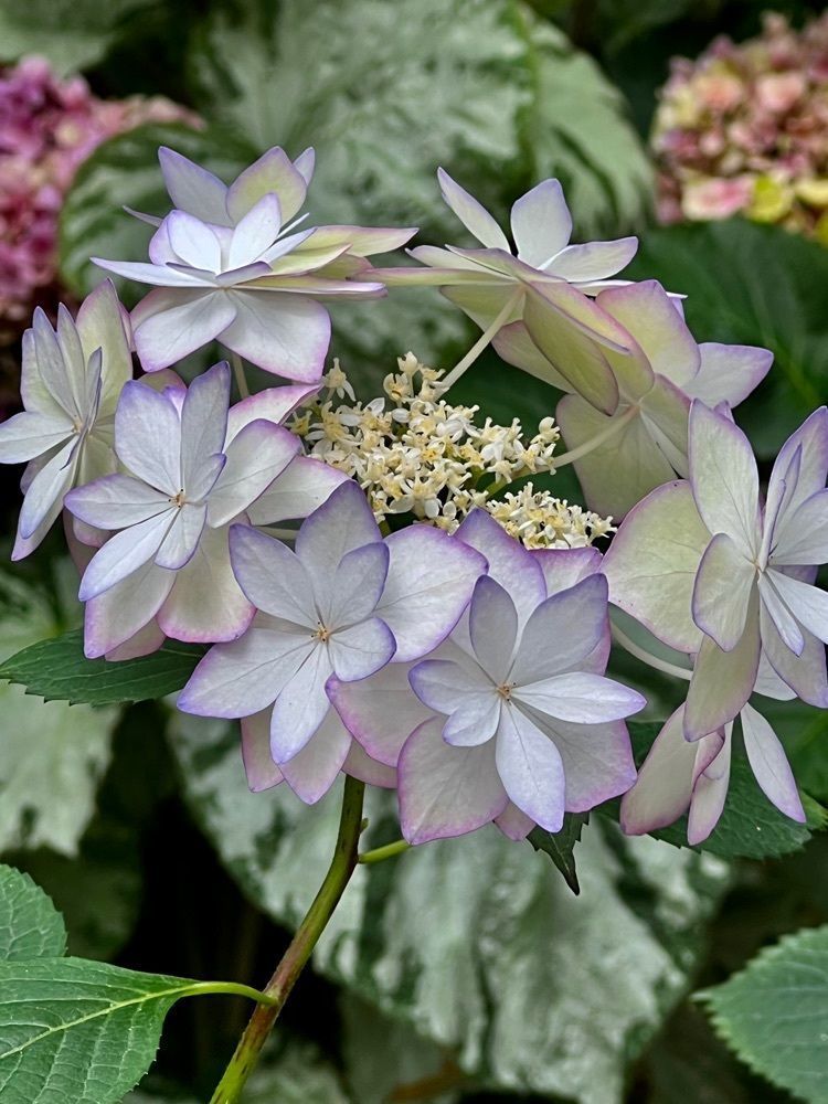 ビンカさんが投稿した加茂荘花鳥園に関する口コミの画像
