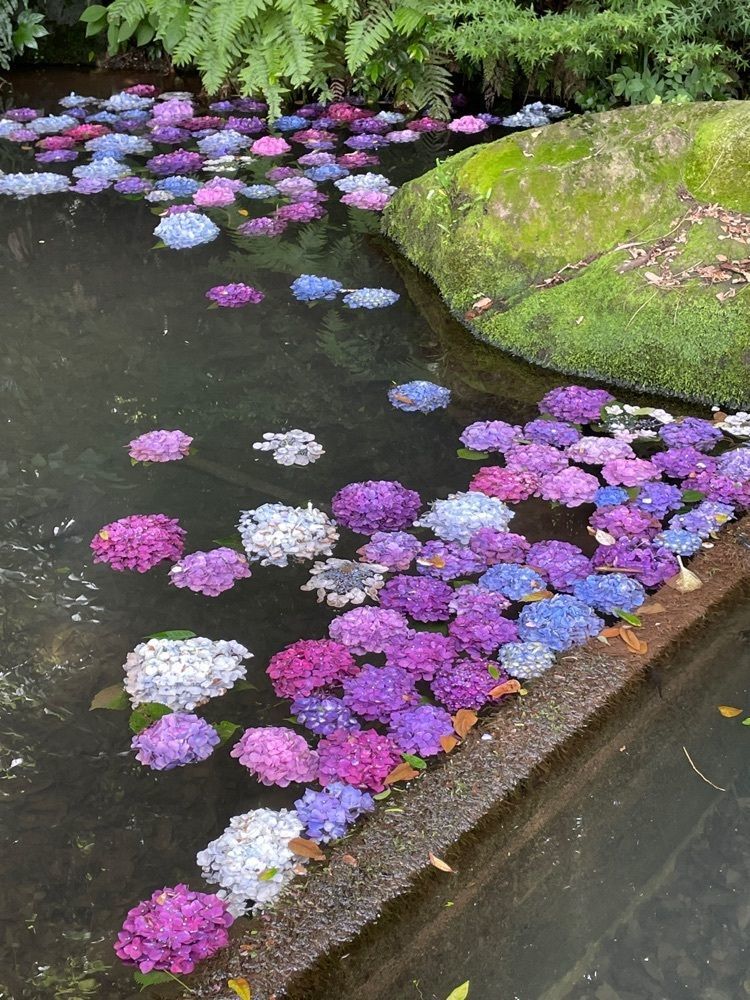 luckyさんが投稿した笠山観光農園あじさい園に関する口コミの画像