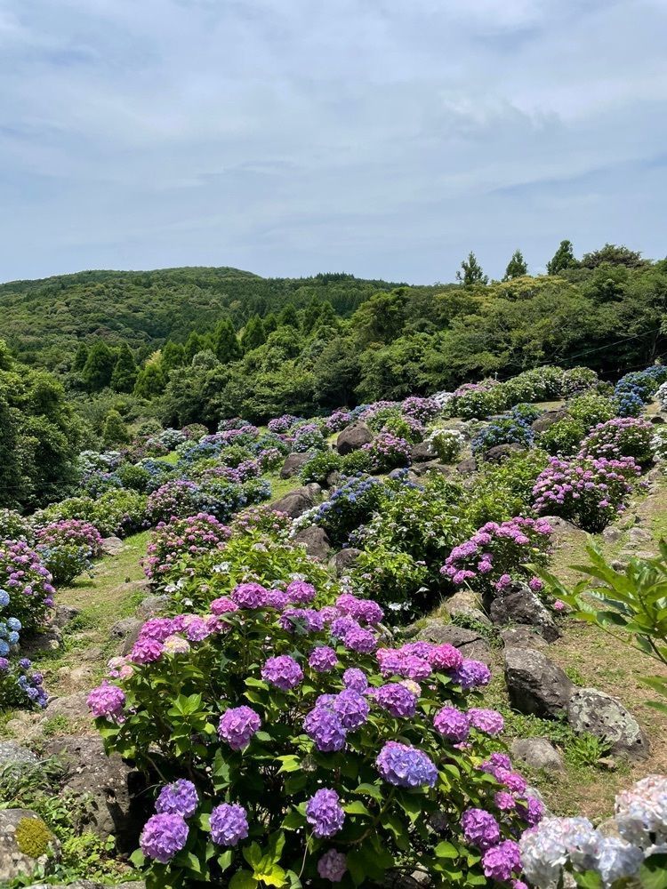 luckyさんが投稿した笠山観光農園あじさい園に関する口コミの画像