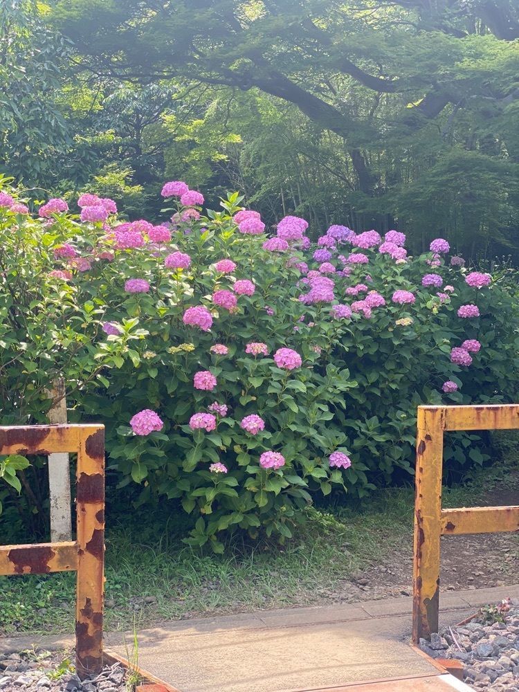 かよこさんが投稿した大平台駅に関する口コミの画像