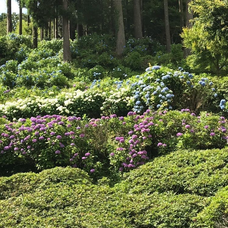 nostalgic_tourism_1541さんが投稿した菜の花カフェに関する口コミの画像