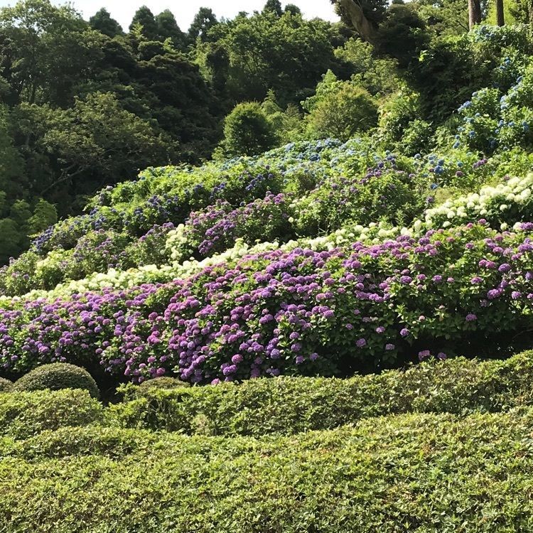 nostalgic_tourism_1541さんが投稿した菜の花カフェに関する口コミの画像