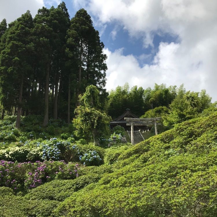 nostalgic_tourism_1541さんが投稿した菜の花カフェに関する口コミの画像