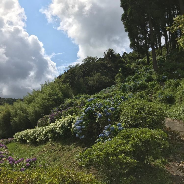 nostalgic_tourism_1541さんが投稿した菜の花カフェに関する口コミの画像