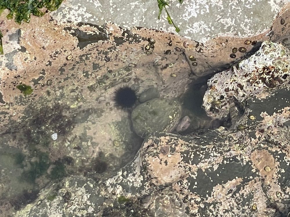 M＆Mさんが投稿した波立海岸弁天島に関する口コミの画像