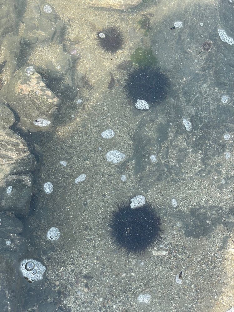 M＆Mさんが投稿した波立海岸弁天島に関する口コミの画像